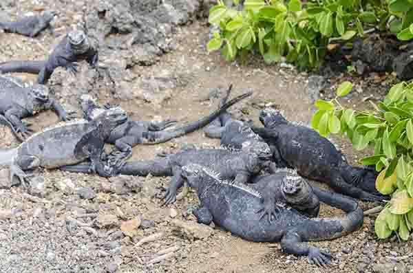 Iguana Marina - islote Las Tintoreras - islas Galápagos - Ecuador 5.jpg